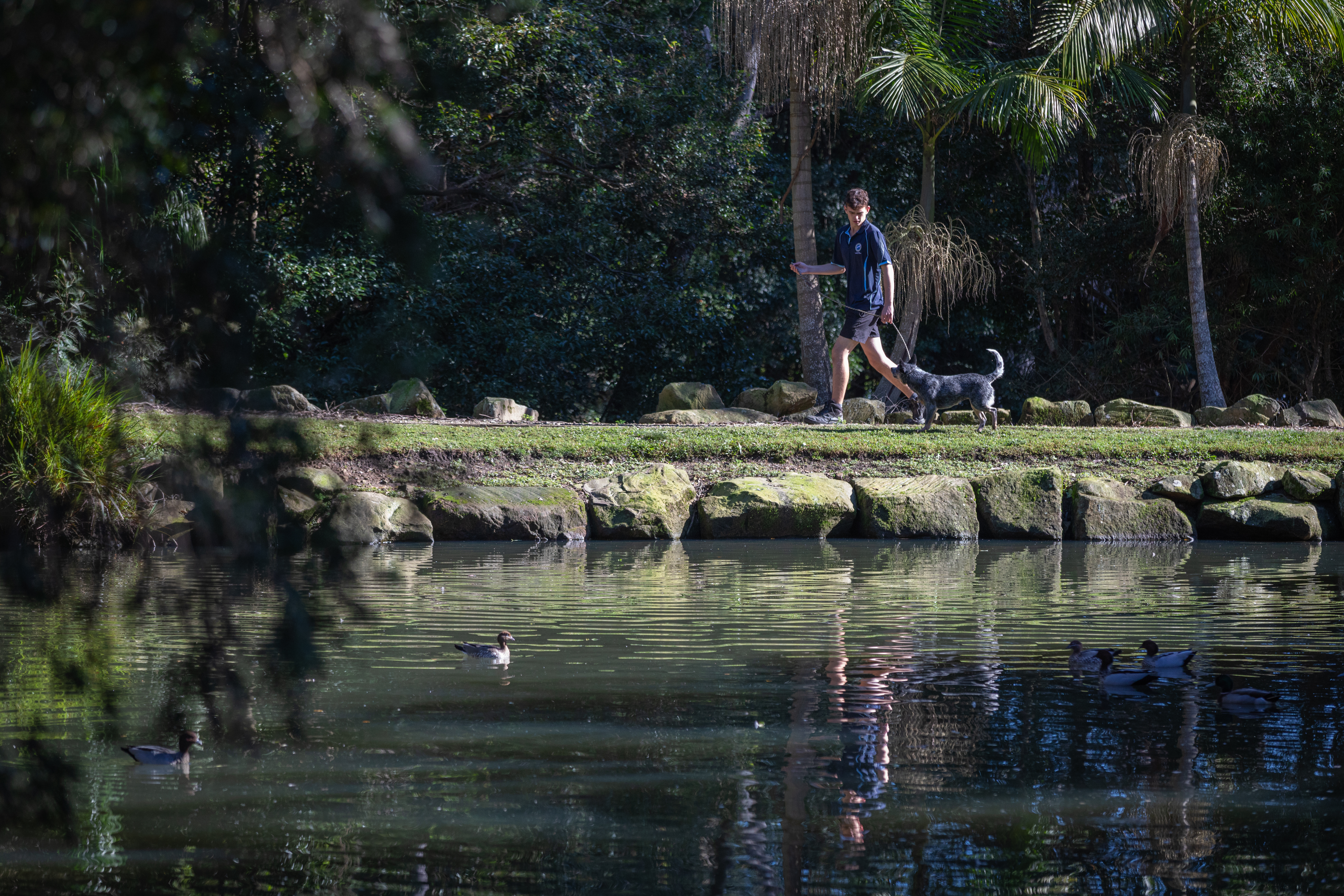 Dog Walk on Terrigal's Grounds