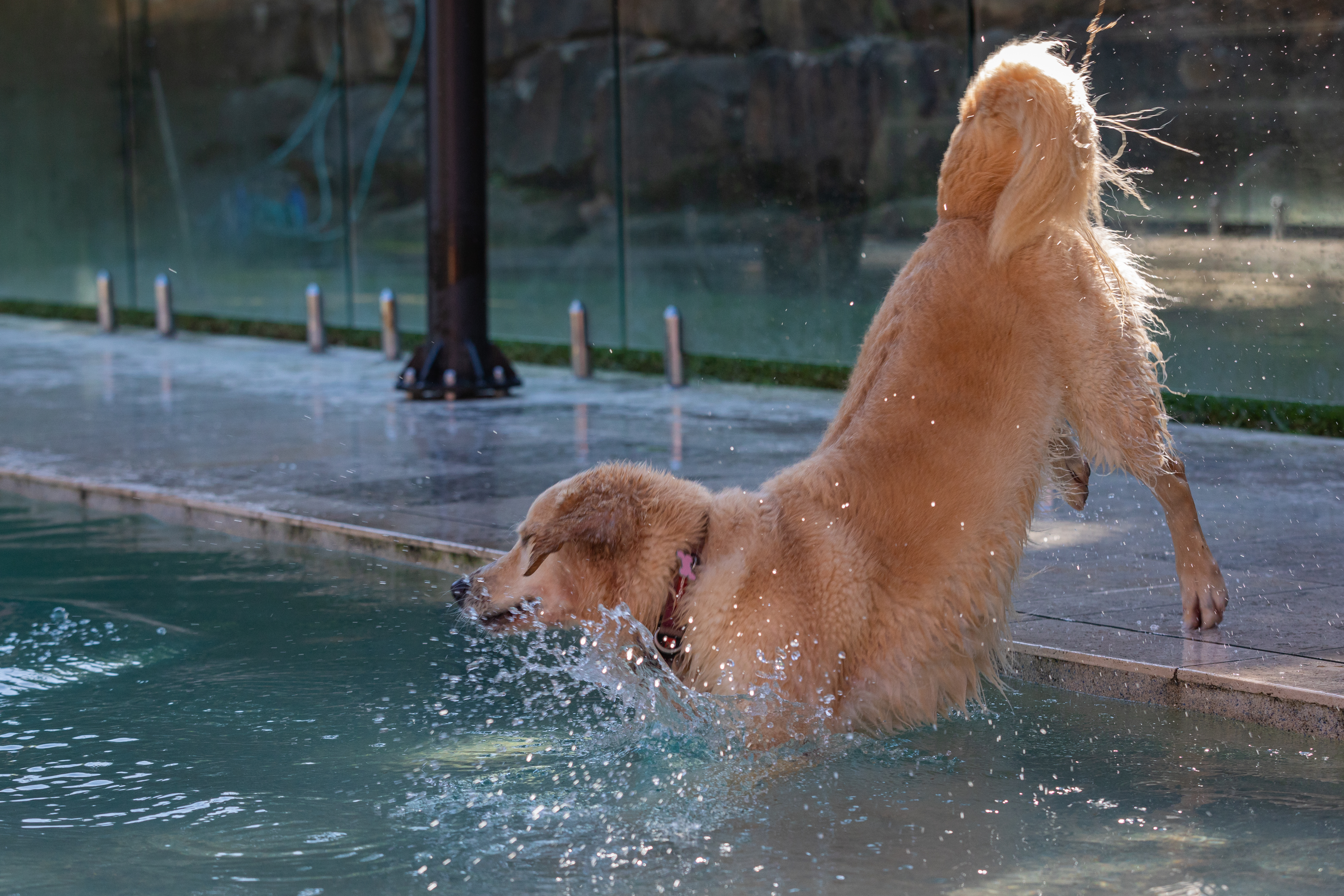 Dog Playing in Terrigal Pool