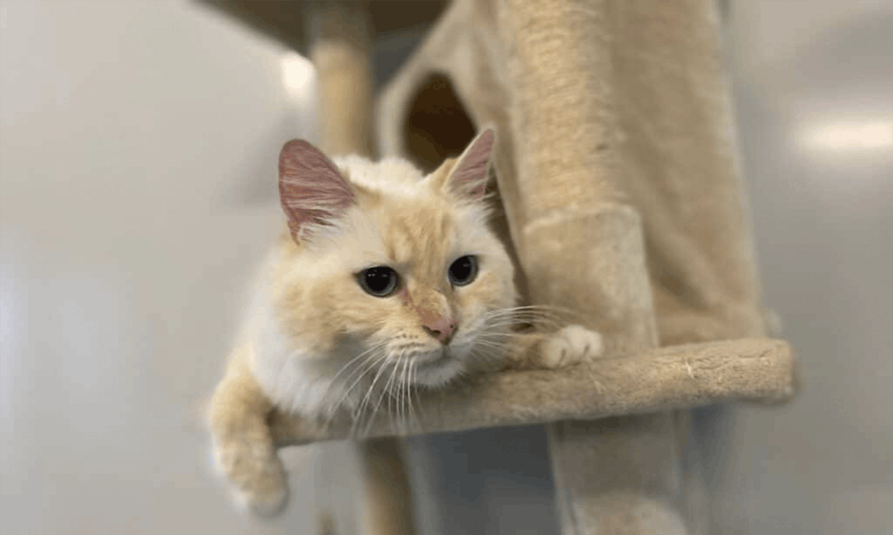 Loving Cat Care in Coffs Harbour