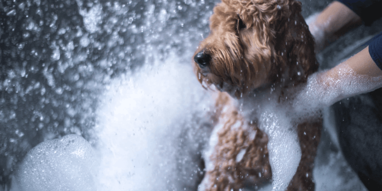 Pet Boarding Guest Services at TLC Pet Care