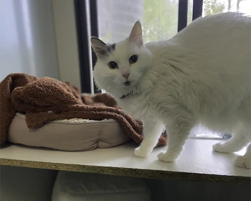 Standard Cat Room TLC Pet Care Coffs Harbour