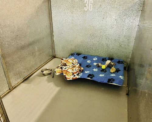 Standard Dog Room at TLC Petcare Coffs Harbour
