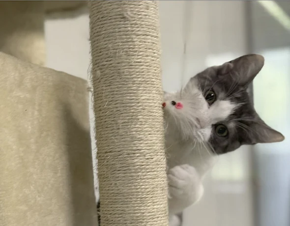 Cat Play