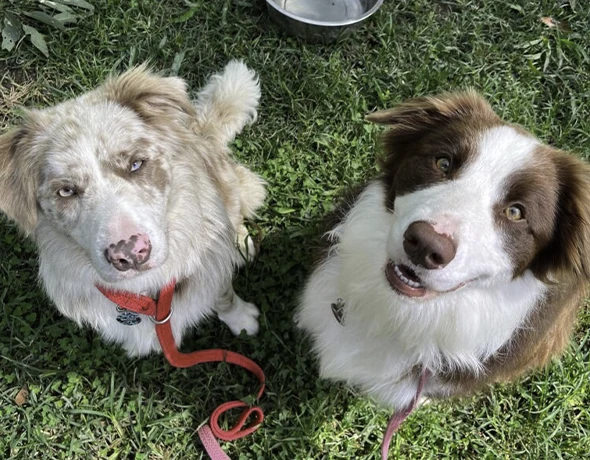 Two Collie Dogs