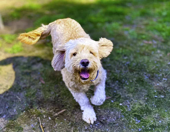 Private Play TLC Pet Care Moonee Beach