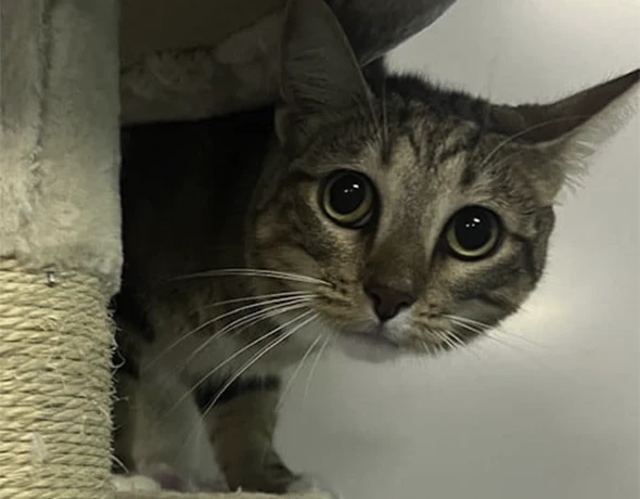 Cat Peeking