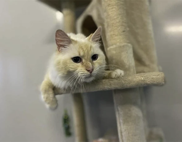 Cat in play area standard room