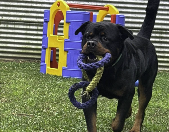 Solo playtime at dog boarding