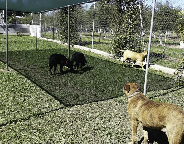 Dog yard at TLC Pet Care Coffs Harbour