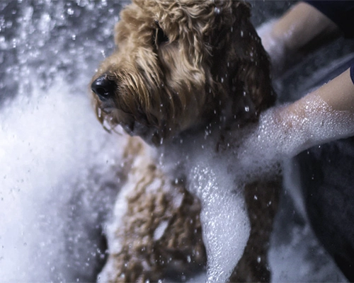 A dog gets a hydrobath at TLC Pet Care Coffs Harbour