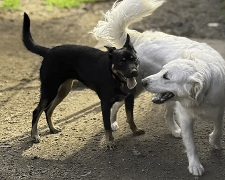 Pet resort photo