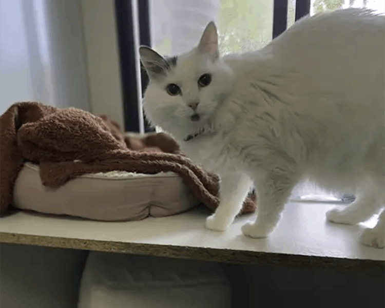 Pet resort photo
