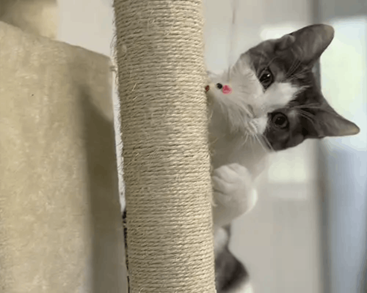 Pet resort photo