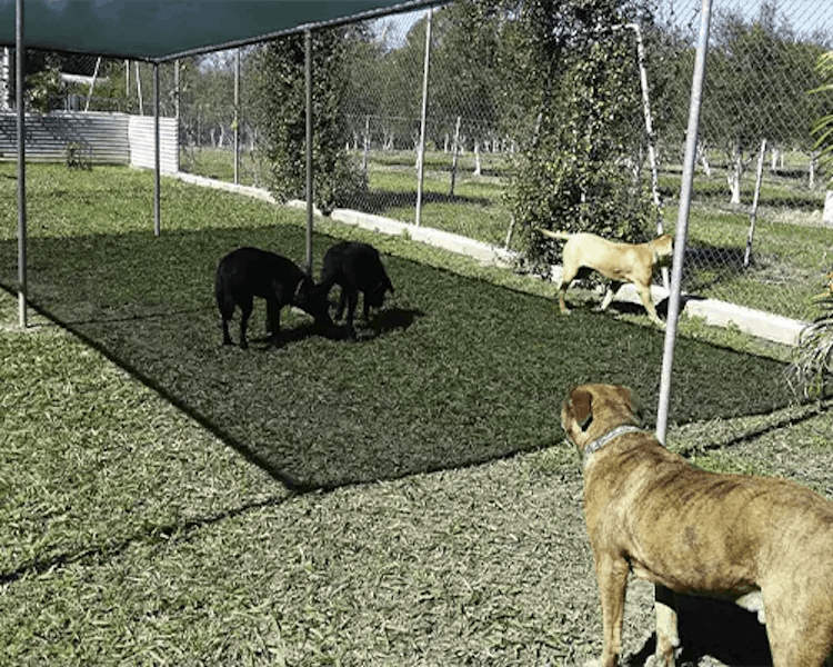 Pet resort photo