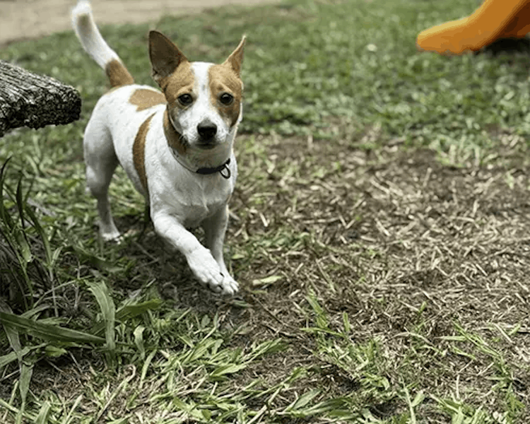 Pet resort photo