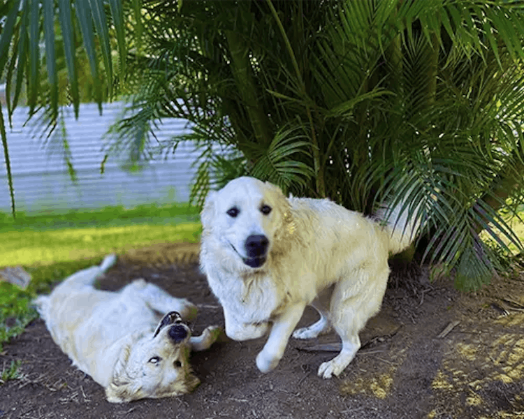 Pet resort photo