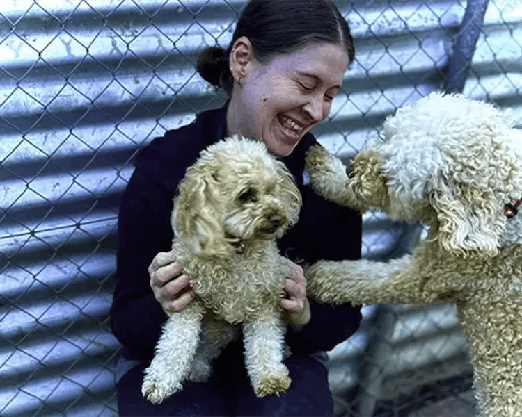 Pet resort photo