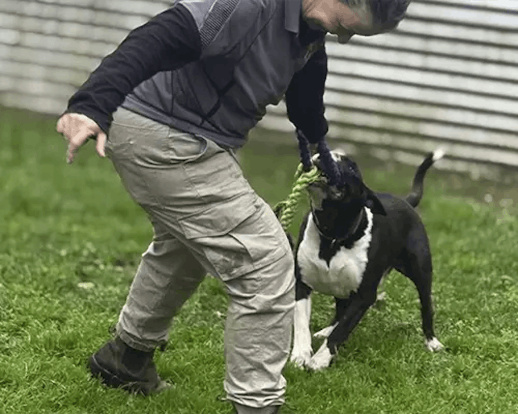 Pet resort photo