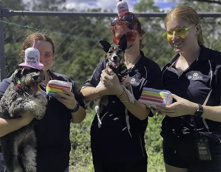 Two dogs celebrate their birthday with professional pet nannies at Pet Resorts Australia Samford