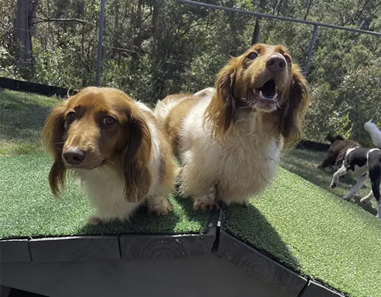 Two dogs in the yard at Dog Kennel