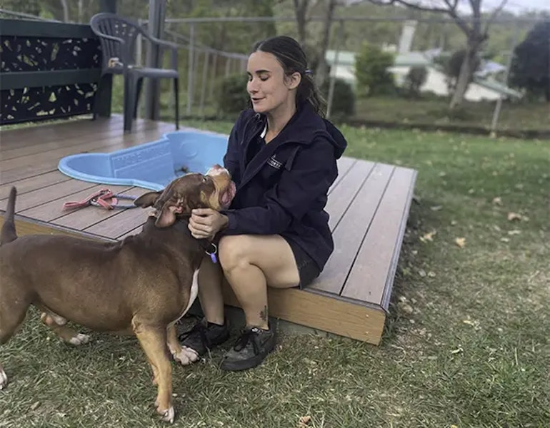A dog plays with individual care at Pet Resorts Australia Samford