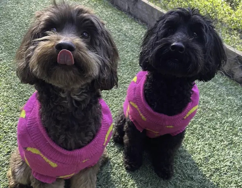 Two cute dogs in their pyjamas at Pet Resorts Australia Samford