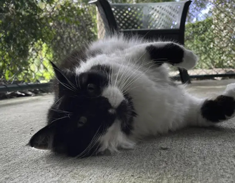 A cat enjoys a stretch at premiere pet resort Samford