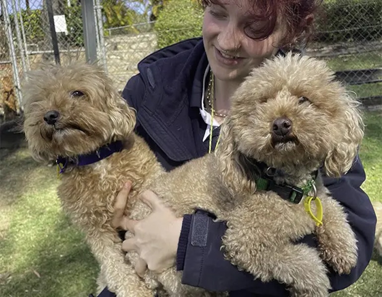 Two dogs and a carer snuggle in the large play yard at Pet Resorts Australia Samford