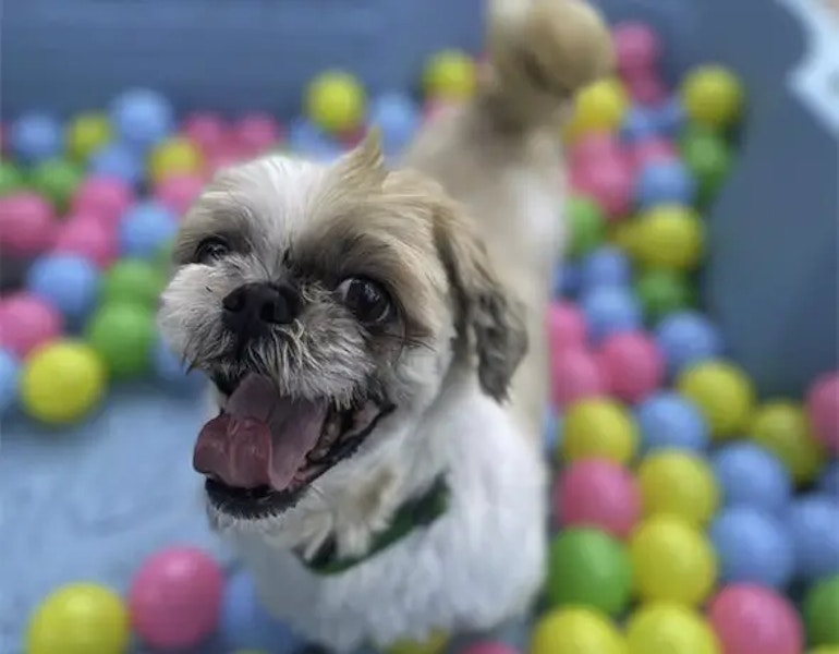 A cute pup enjoys a fun ball pit sensory activity at the luxury pet resort in Samford