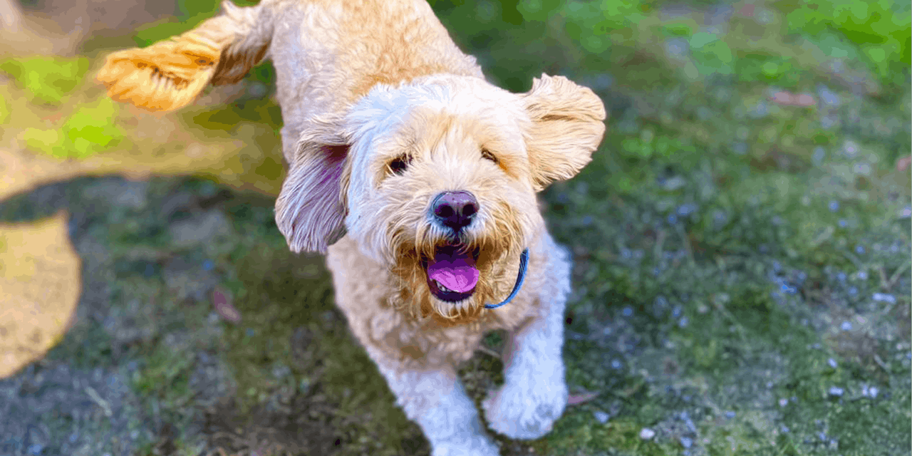 Dog Boarding in Coffs Harbour