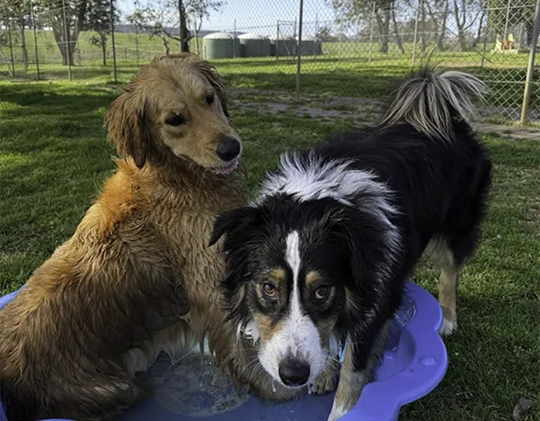 Two dogs happily splash in a plastic shell play pool in the yard of Pet Resorts Australia Southern Highlands