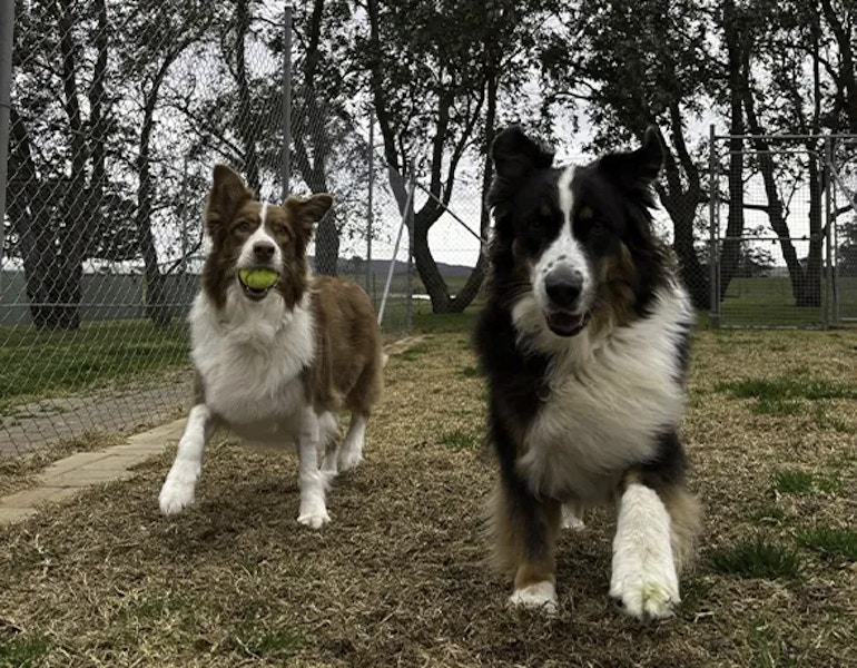 Two happy dogs enjoying playtime outdoors at Pet Resorts Australia Southern Highlands dog boarding facility — one with a ball in its mouth and the other walking close to the camera, both in a secure grassy play area.