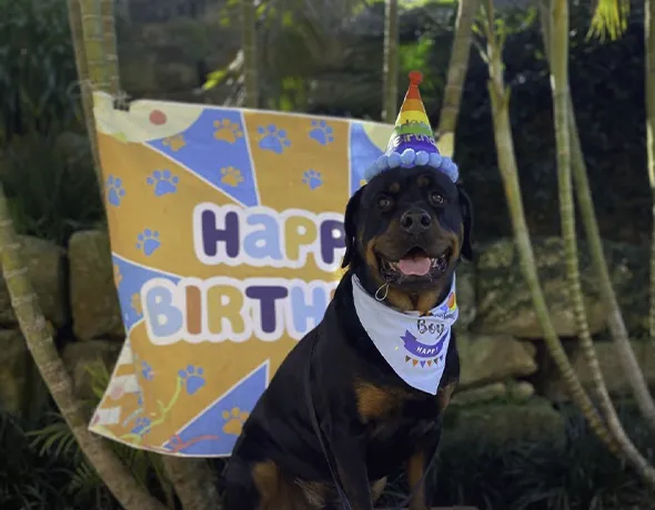 Bark-day celebrations