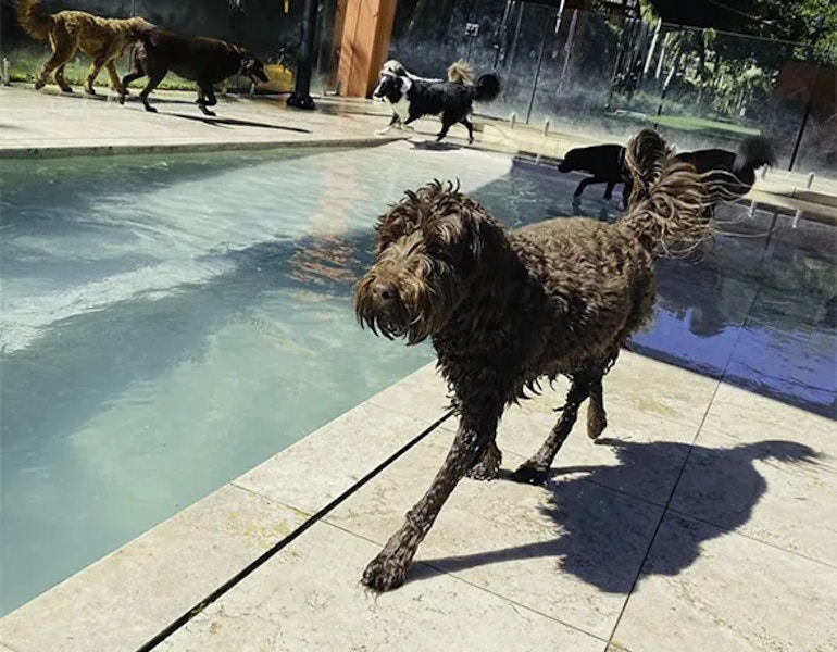 Happy dogs surround the full sized dog pool at Pet Resorts Australia Terrigal
