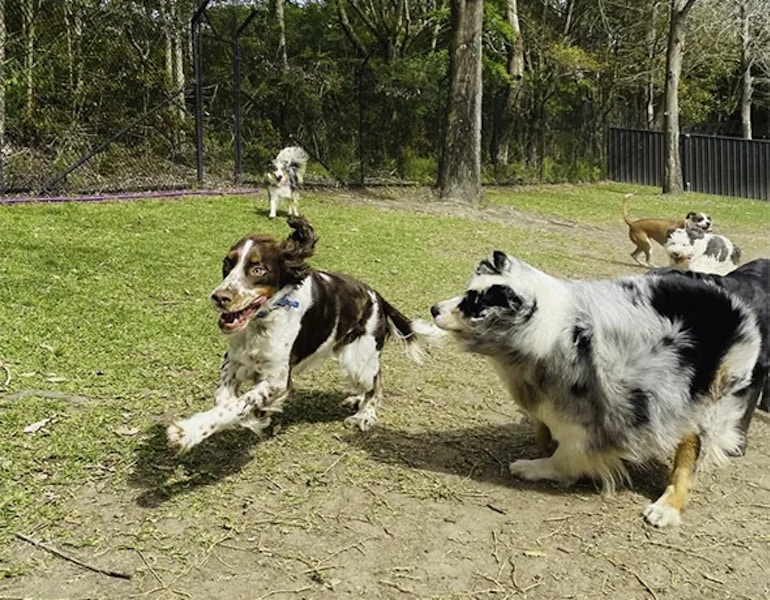 Lots of dogs play in the large dog yard at Terrigal Pet Resort