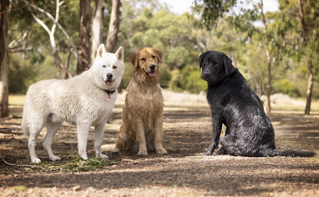 Doggy Daycare for Your Best Mate