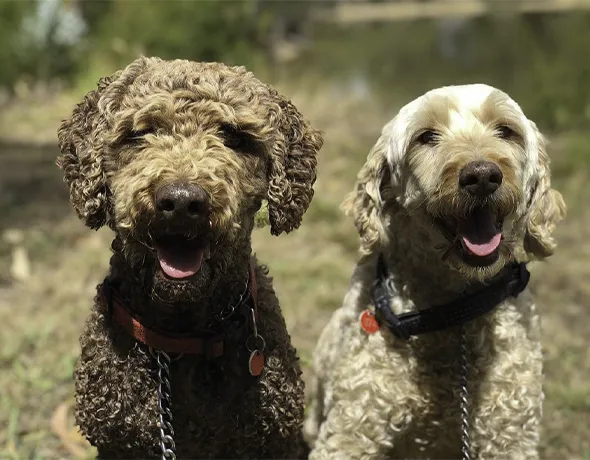 Doggy Daycare Friends