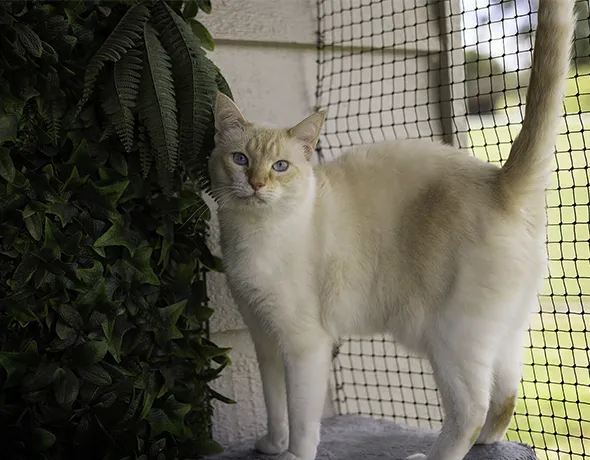 Cattery Badger Creek