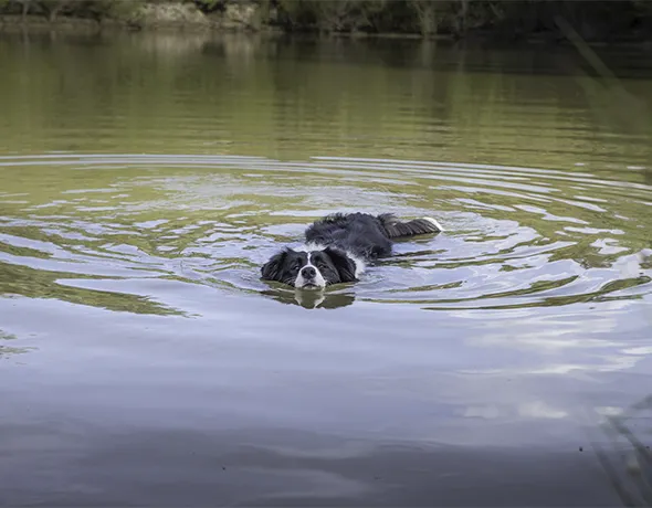 a dog swims in the dam onsite at Yarra Valley Pet Resort