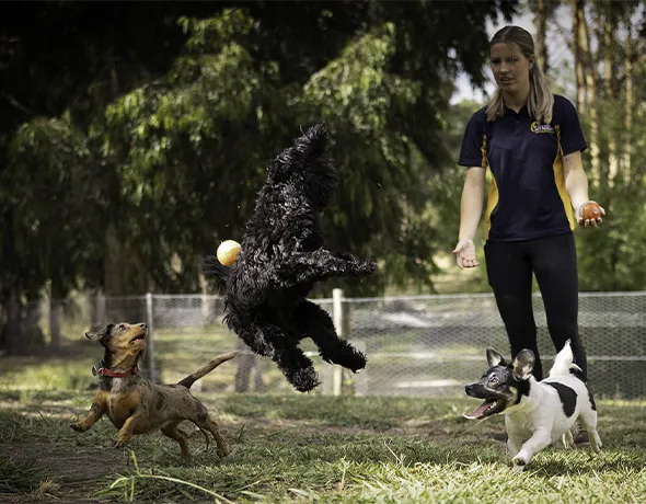 Doggy Daycare Badger Creek