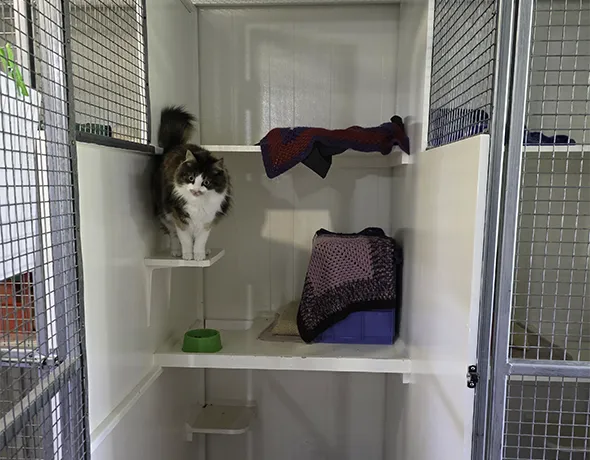 Cat Standard Room