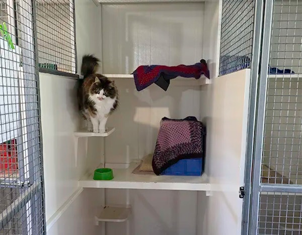 Multi-Level Cat Suites 
