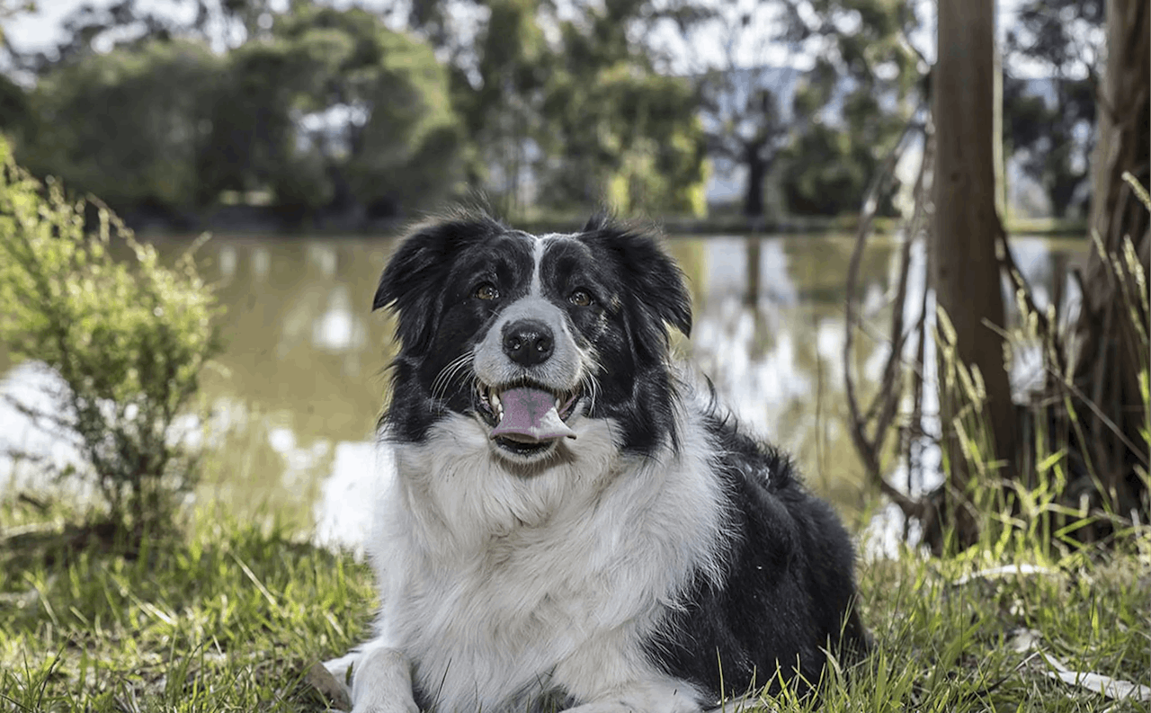 Dog Boarding in Yarra Valley