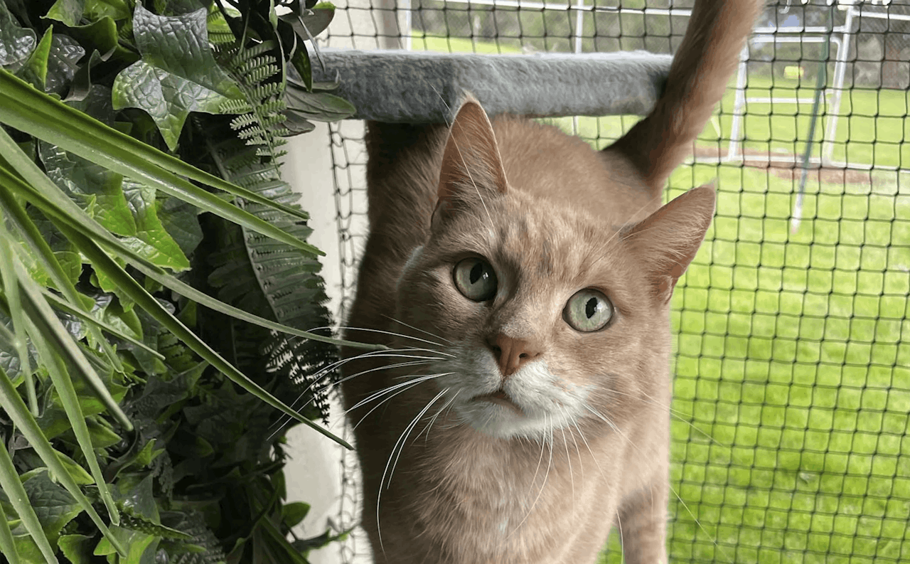 Cat Boarding in Natural Surrounds
