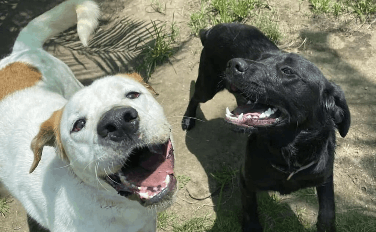 Doggy Daycare at TLC Pet Care 