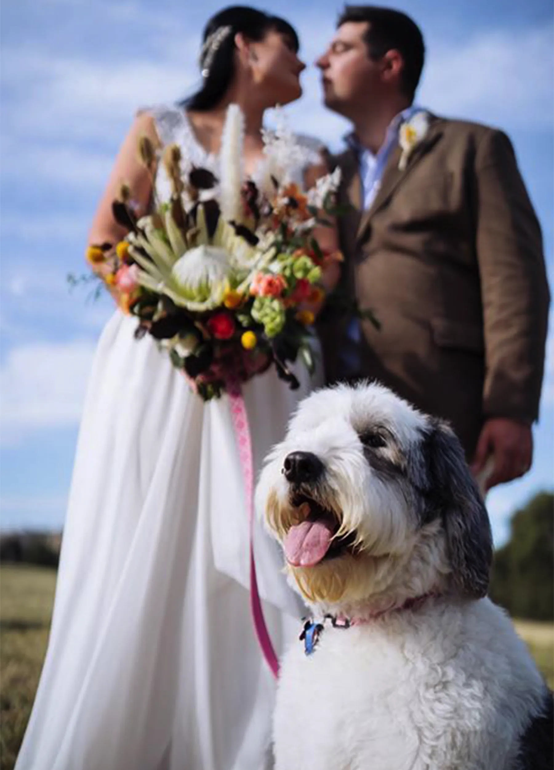 How our Pets at Weddings Package Works