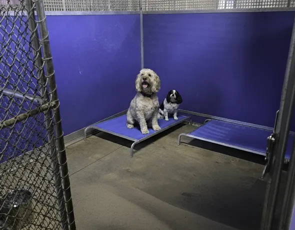 Dog Social Indoor Deluxe