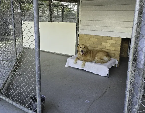 Large standard room at Yarra Valley Pet Resort