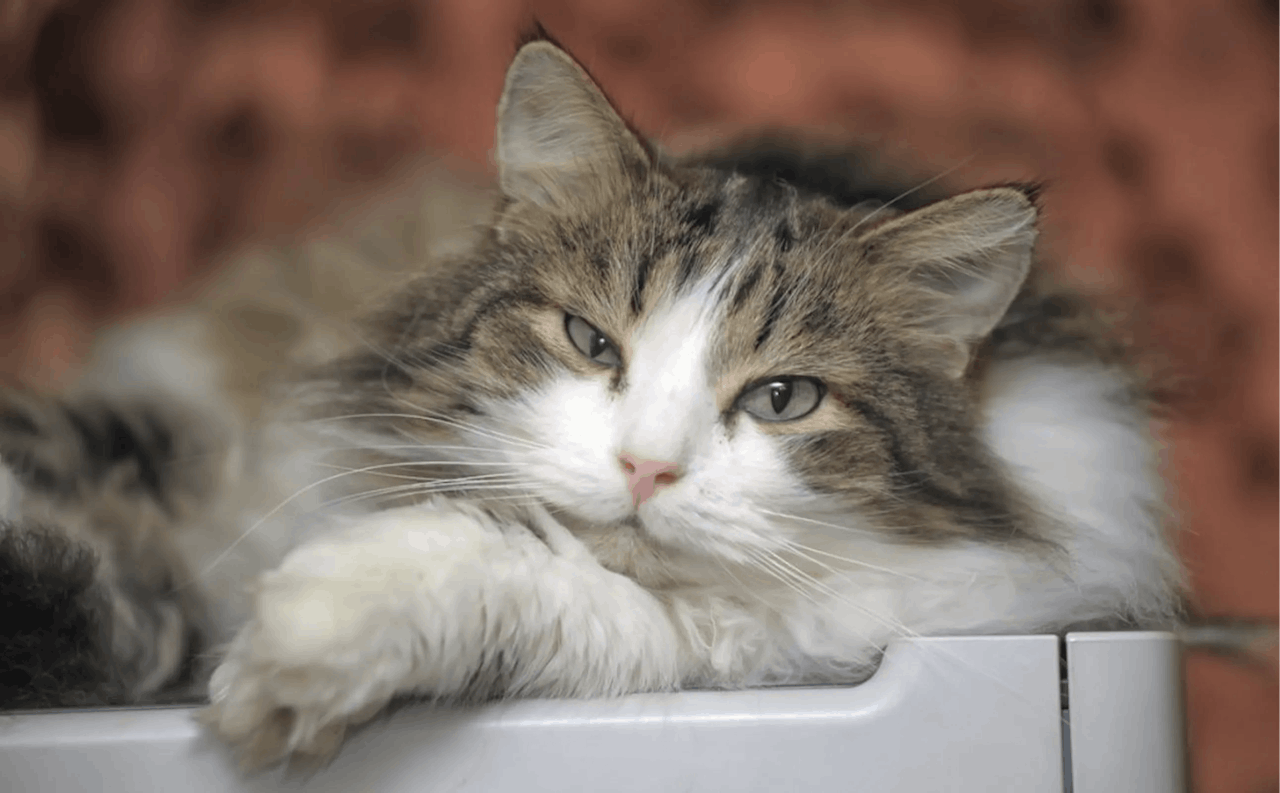 Quality Cattery