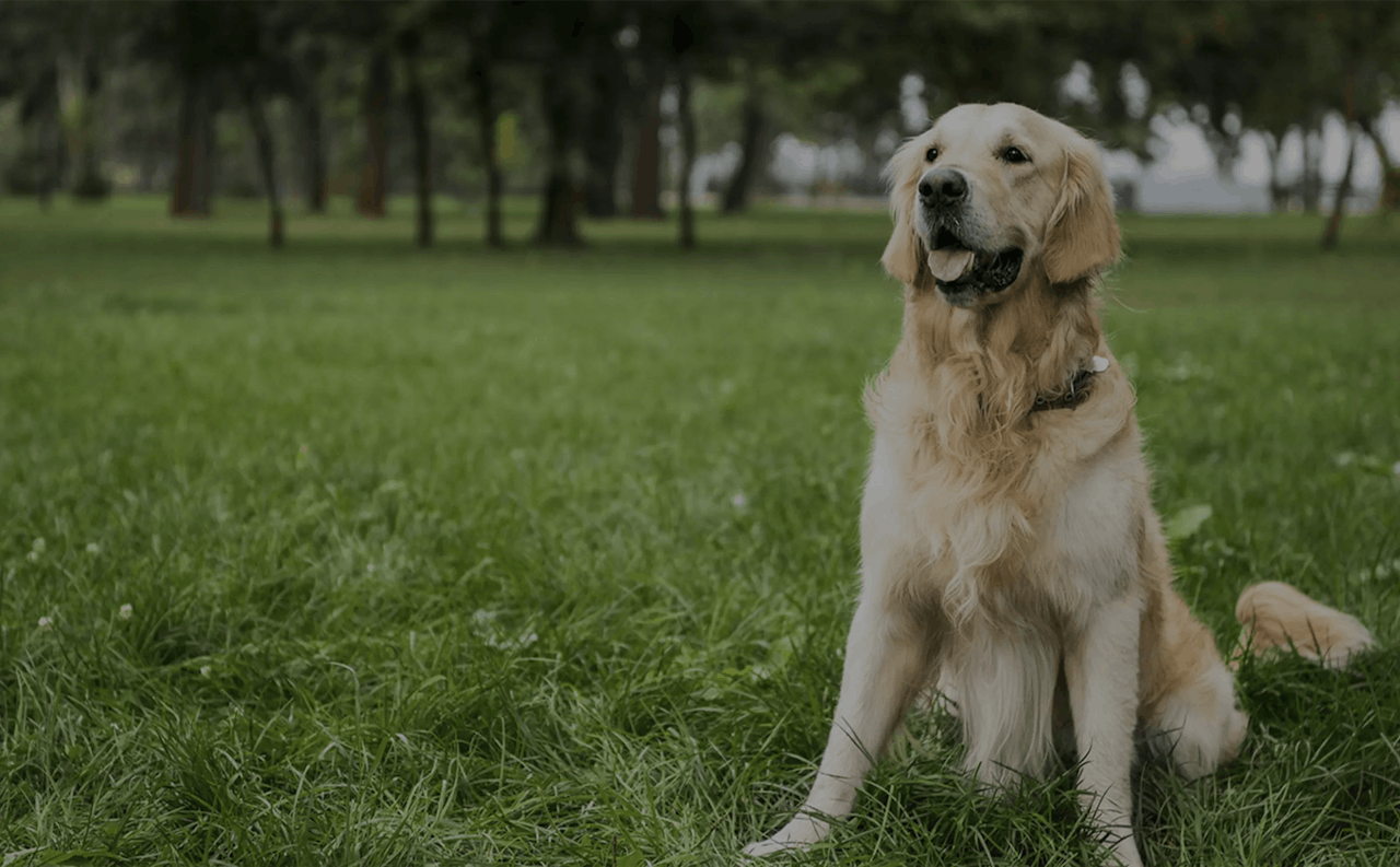 Quality Dog Boarding